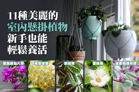 吊掛 植物|11種美麗室內懸掛植物，新手也能輕鬆養活。 文/謝施恩－愛綠生。